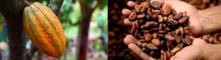 fèves cacao